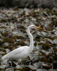 White heron in a swamp