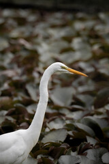 White heron in a swamp