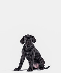 black cane corso puppy looking up on a white background