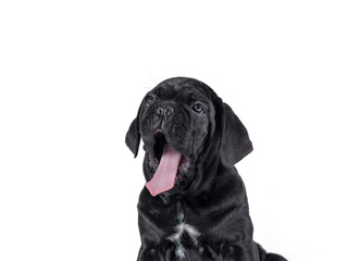 black cane corso puppy looking up on a white background