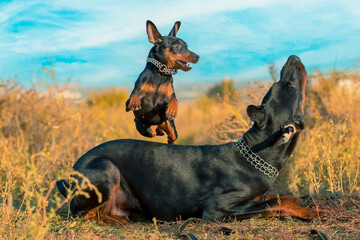 miniature schnauzer jumps over a Doberman on a walk in the park