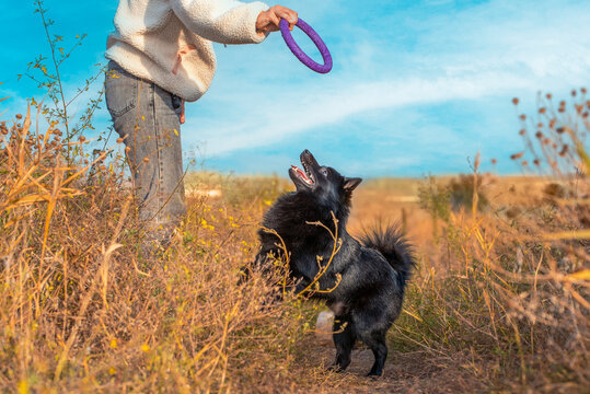 schipperke puppy plays with  owner with purple toy