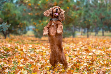 red dog of the American Cocker spaniel breed jumping in the afternoon on a walk in the park in...