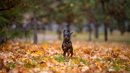 small pinscher dog runs in the park without people