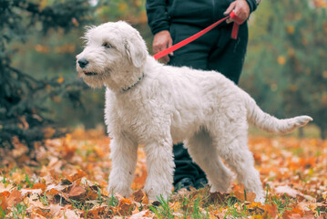 white dog of the South Russian Shepherd breed on a walk with its wner in the park in autumn - obrazy, fototapety, plakaty