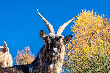 Close-up of a goat in the italian alps - Powered by Adobe