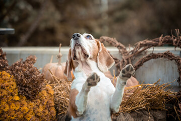 beagle dog with two front paws raised up against the background of an autumn decor
