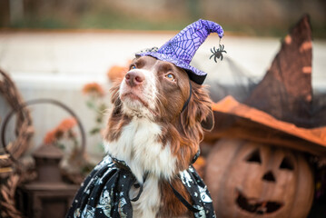 red-and-white border collie dog in a carnival costume sits against the background of Halloween...