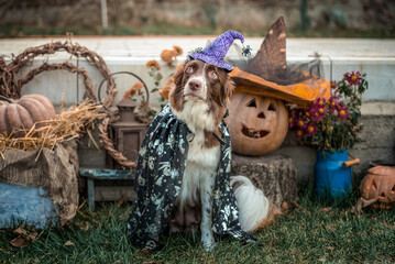 red-and-white border collie dog in a carnival costume sits against the background of Halloween pumpkins and autumn decor