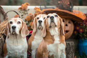 three beagle dogs sitting on the background of Halloween decorations