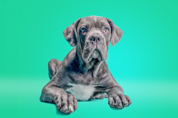one cane corso puppy on a colored background