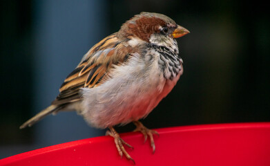 Sparrow, Estonia
