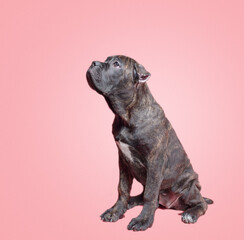one cane corso puppy on a colored background