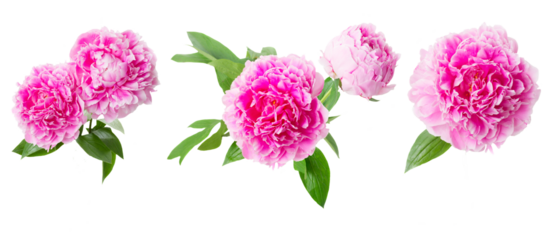 pink   peony flowers