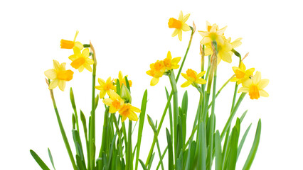 spring narcissus © neirfy