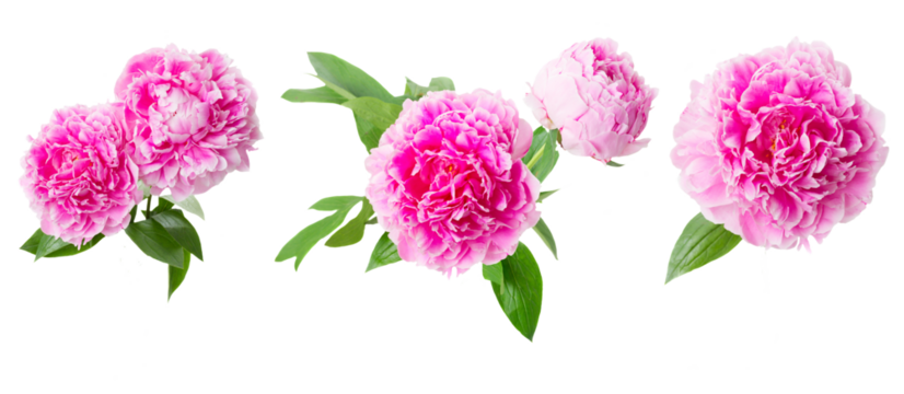 pink   peony flowers
