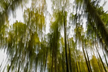 Fototapeten Abstrakte Aufnahme eines Nadelwaldes. © Mike