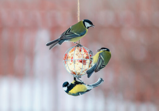 tit birds fly and sit on a feeder with nuts and seeds in the winter garden