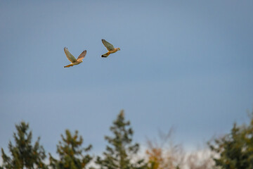 Fliegendes Falkenpärchen in seinem Habitat.