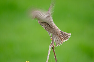 Corn bunting (Emberiza calandra) flying from a branch.  Green blurred background. - obrazy, fototapety, plakaty