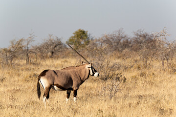 Oryx en la sabana africana.