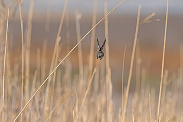 Egyptian bunting (Emberiza calandra) flying over a reed among yellow reeds. Blurred background.
