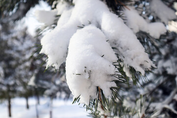 Pine branch covered with snow, close-up