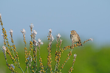 Egyptian bunting (Emberiza calandra) singing over flowering plants in spring. Blurred background.