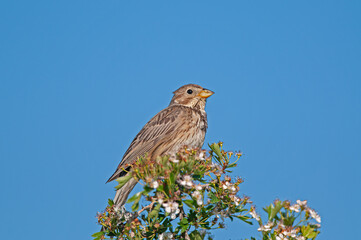 Egyptian bunting (Emberiza calandra) on flowering tree branch with blue sky in background.