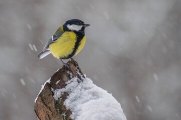 great tit on the branch 
