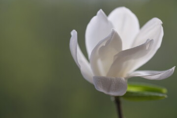 Fototapeta na wymiar A white magnolia flower opened its fragile petals.