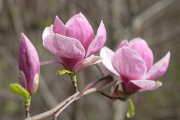 Two purple magnolia flowers on the background of gray branches.