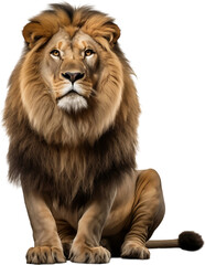 Picture of a sitting lion isolated on transparent background, png