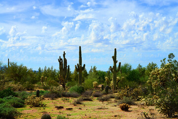 Storm Clouds Forming Sonora Desert Arizona