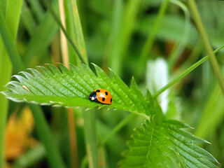 ladybird on a leaf
