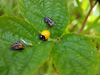 ladybird on a leaf