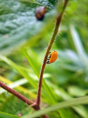 ladybird on a leaf