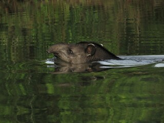Tapir crossing the river in northern Mato Grosso