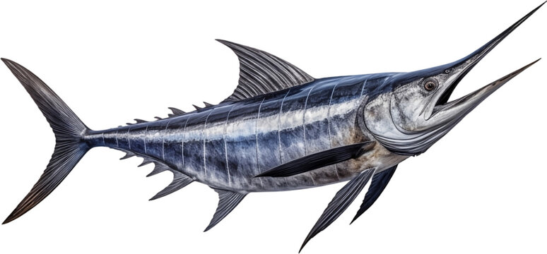 Picture of a swordfish isolated on transparent background, png