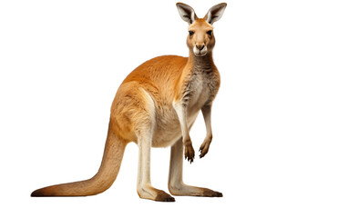 Kangaroo isolated on a transparent background.