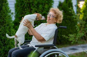 Elderly caucasian woman hugging a jack russell terrier dog while sitting in a wheelchair on a walk...