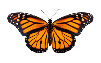 Monarch Butterfly Insect isolated on a transparent background.
