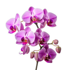 Orchid flower isolated on transparent or white background, png