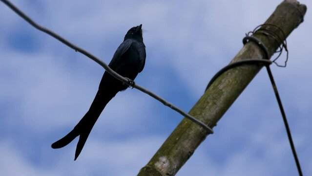 Black drongo (Dicrurus macrocercus), a small Asian passerine bird of the drongo family Dicruridae also known as King Crow. Bird sitting on electric wire.
