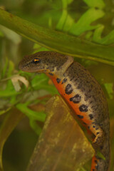 Obraz premium Colorful vertical closeup on a female small Portuguese Bosca newt, Lissotriton boscai
