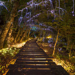 Fairy-tale beautiful park with wooden path and forest trees decorated with magical lamps and garlands. Square outside natural landscape. Lightland, Montenegro