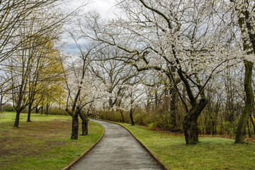 Fototapeta na wymiar High Park Cherry Blossom, Toronto, ON, Canada