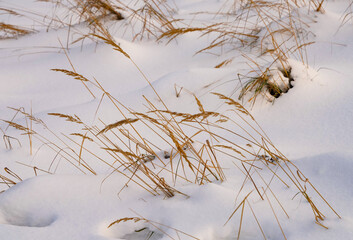 grass in the snow