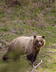 Obraz premium Grizzly Bear in Spring in Yellowstone National Park