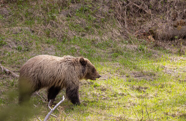 Grizzly Bear in Spring in Yellowstone National Park